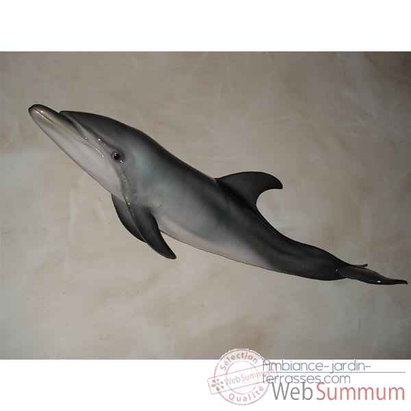 Trophee mammifere marin Cap Vert Grand dauphin -TRDF26