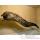 Trophe mammifre marin Cap Vert Murne -TRDF27