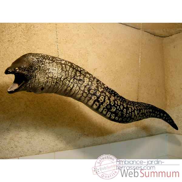Trophee mammifere marin Cap Vert Murene -TRDF27