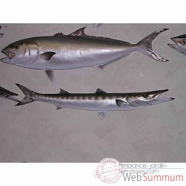 Trophee poisson des mers atlantique mediterranee et nord Cap Vert Barracuda -TR036