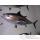 Trophe poisson des mers atlantique mditerrane et nord Cap Vert Thon rouge -TR049