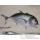 Trophe poisson des mers tropicales Cap Vert Carangue ignobilis -TR051