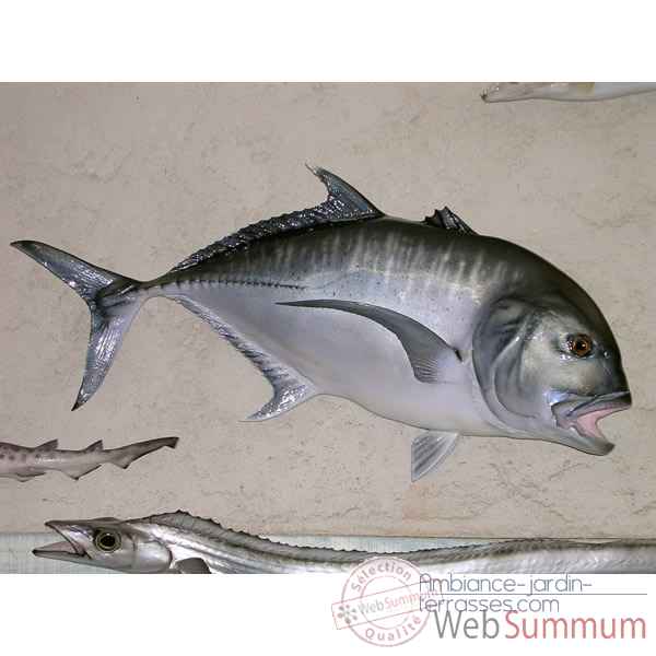 Trophee poisson des mers tropicales Cap Vert Carangue ignobilis -TRDF52