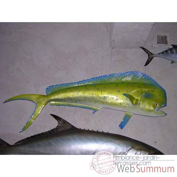 Trophee poisson des mers tropicales Cap Vert Coryphene -TR055