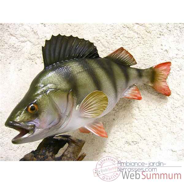 Trophee poisson d\'eau douce Cap Vert Perche -TR08